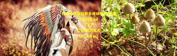сатива Белокуриха