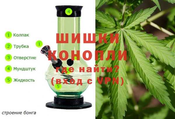 сатива Белокуриха